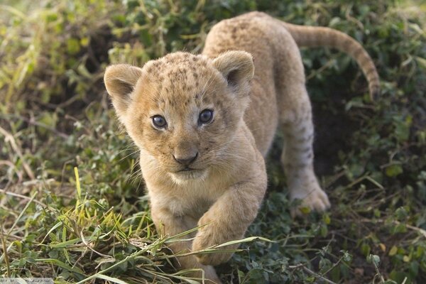 Pequeño animal salvaje lindo