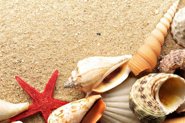 Collection of seashells on a sandy beach