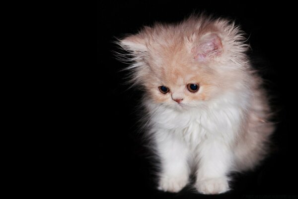 Pequeño gatito de melocotón flocado