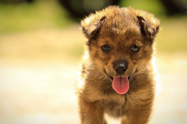 Cute puppy smiles on a walk