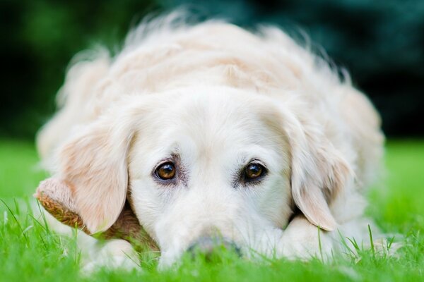 Parlak yeşil çimlerin arka planına karşı beyaz bir köpek