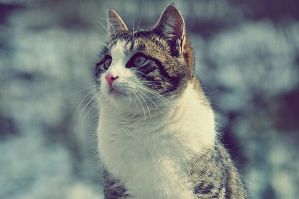 A cat on a blurry background looks