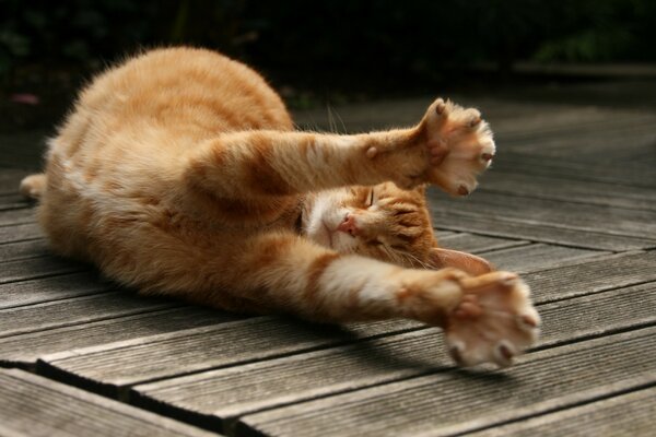 Red cute cat stretches