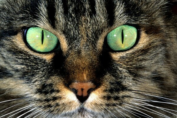 Gato con hermosos ojos verdes de cerca