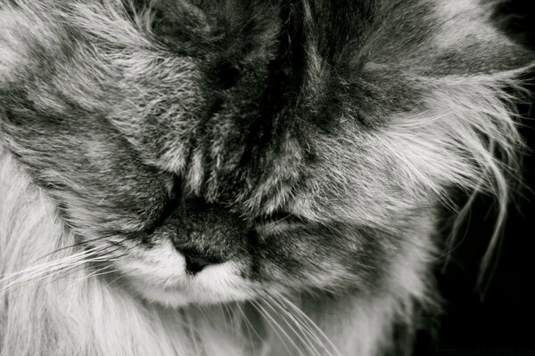 Sleeping fluffy cat with a white nose