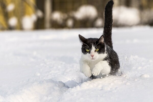 Schwarze und weiße Katze, die über den Schnee springt