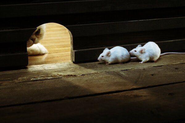 A cat hunts two white mice