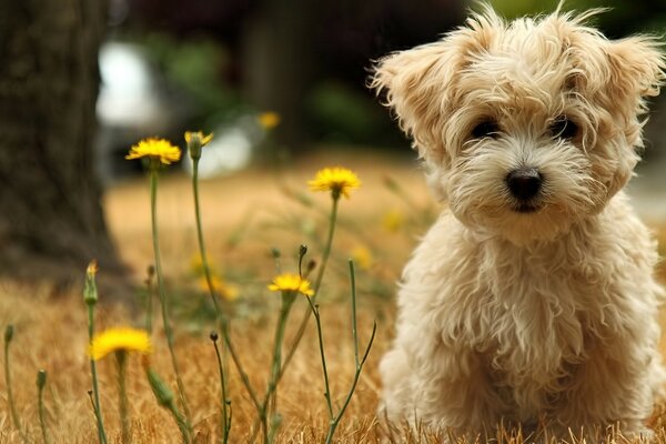 Sevimli köpek yavrusu doğada yürüyor