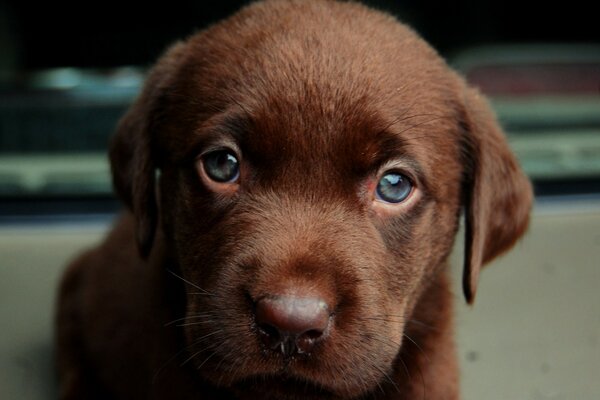 Portrait of a chestnut-colored puppy with sad eyes