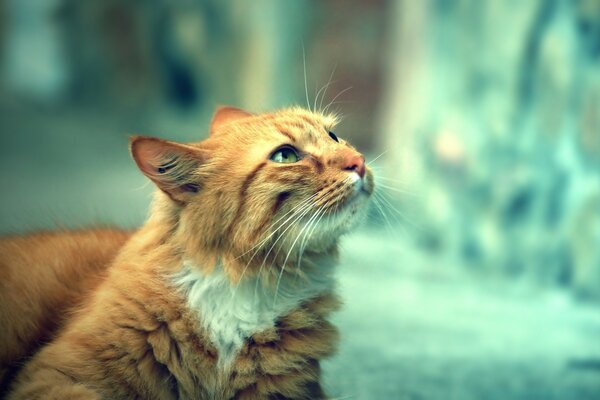 Rothaarige Katze auf verschwommenem Hintergrund