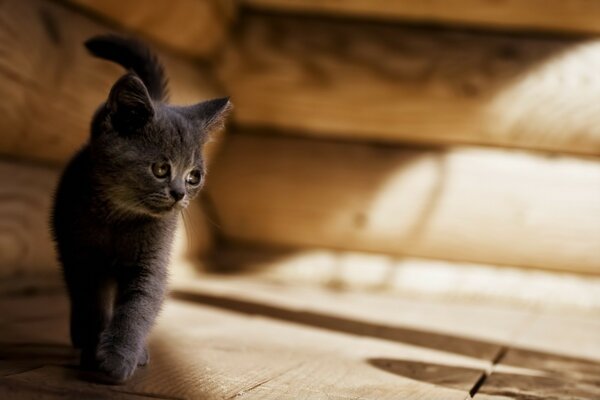 Cat walks on wood