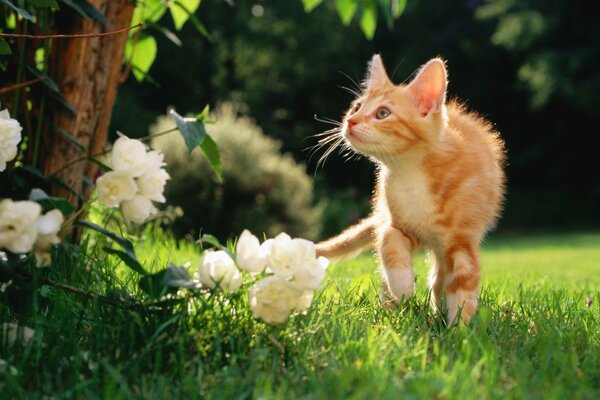 Cute cat walks in nature