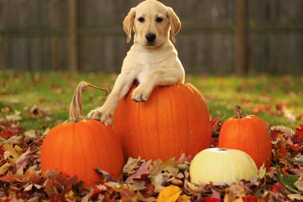 Filhote de cachorro amarelo Labrador Retriever outono