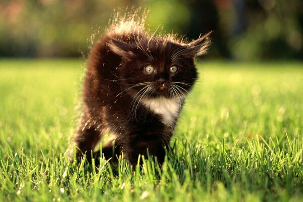 Black and white cat on the green grass