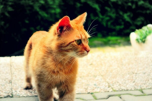 A little kitten is walking on the street