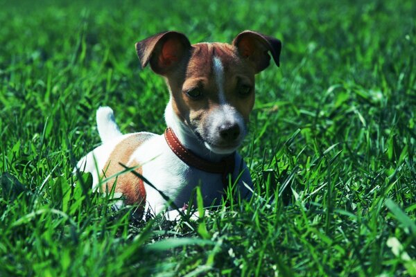 A puppy with a collar in the green grass