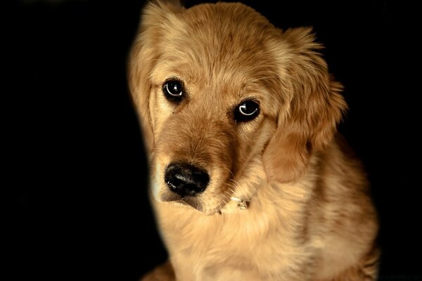 A red-haired dog with an intelligent look