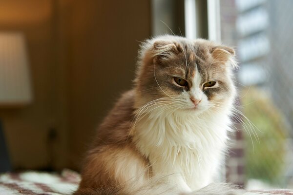 Süße verschlafene Katze zu Hause