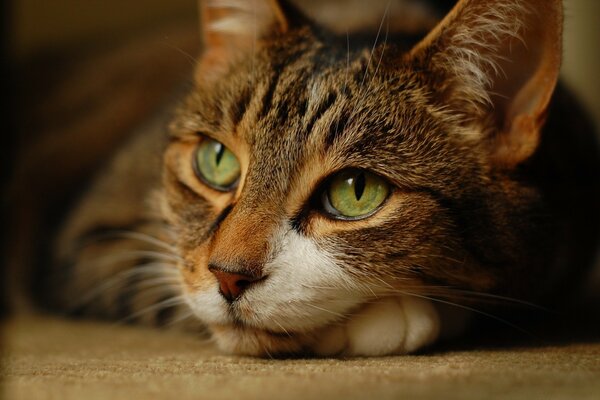 Süße Katze schaut nachdenklich in die Ferne