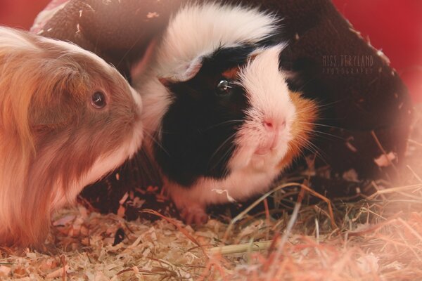 Cute rodents guinea pigs