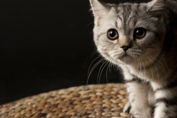 Photo of a cute gray cat