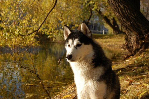 Chien sur fond de lac d automne