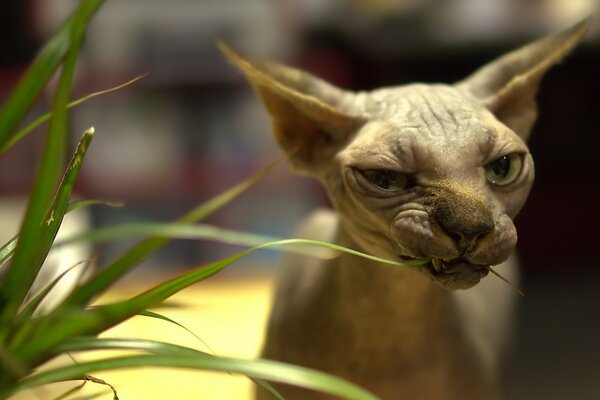 Gato careca comendo grama