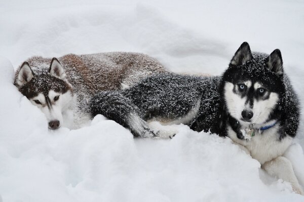 Zwei Huskies liegen im Schnee