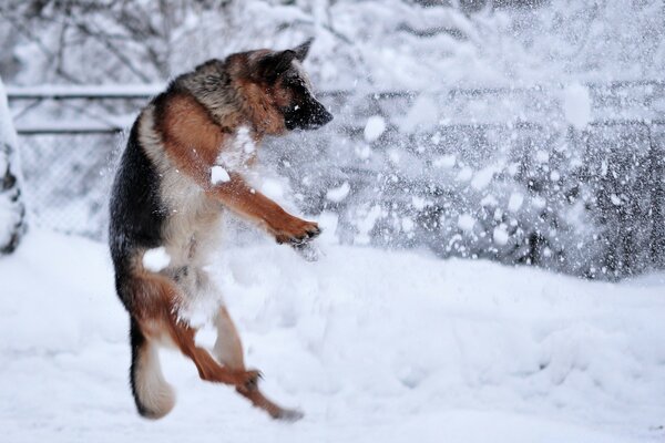 Perro jugando al aire libre en invierno