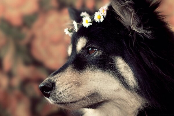 A dog with a wreath of daisies on his head