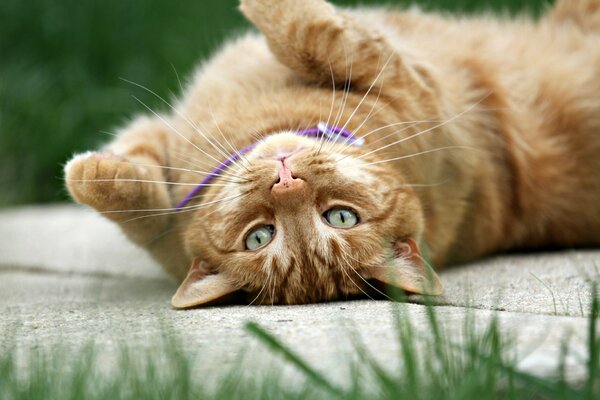 A red-haired cat lying on the back