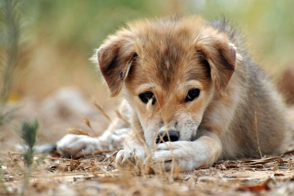 Netter Hund ruht sich in der Natur aus