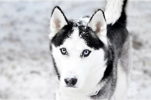 On guard of order. Dog handler