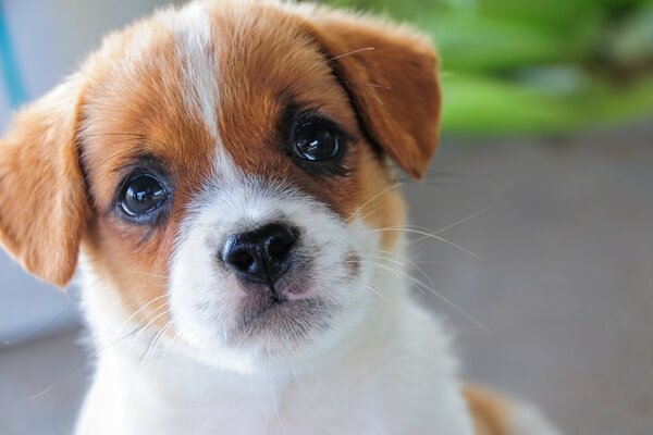 Lindo cachorro olhando