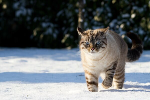 Eine große Katze läuft durch den Schnee