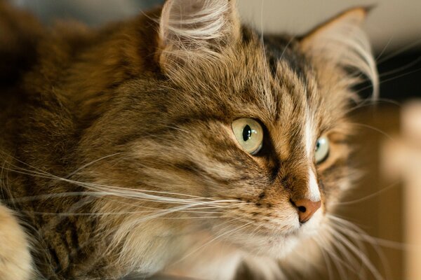 Lindo gato mirando a lo lejos