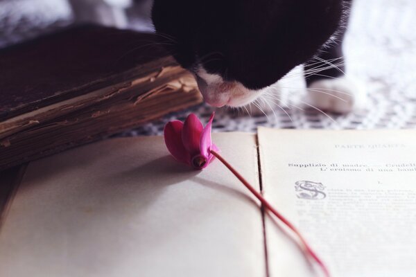 Cat and pink flower on the table