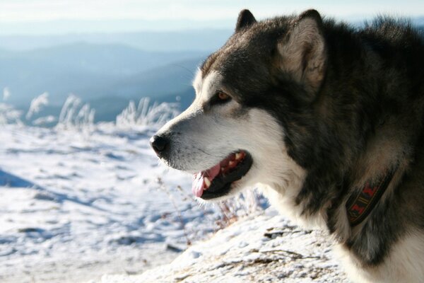 Frost und Sonne, ein Hund im Fasten