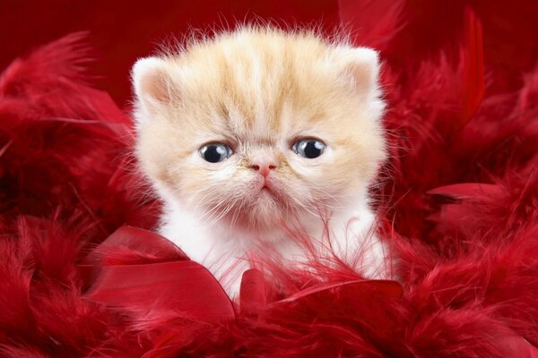 A little red kitten is sitting in red feathers