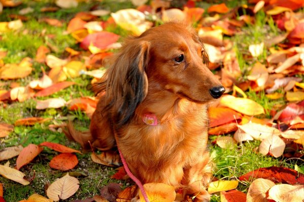 Netter Hund liegt auf dem Rasen