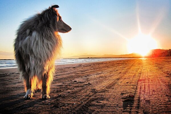 Perro en la orilla del río en los rayos del atardecer