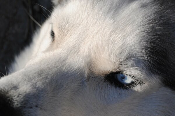 Foto von einem Husky mit verschiedenen Augen