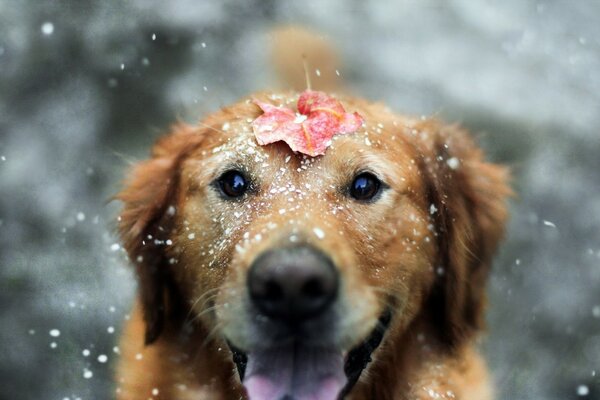 Cane allegro con una foglia rossa sulla fronte