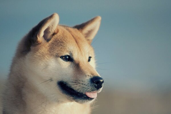 Take Hachiko to your wallpaper