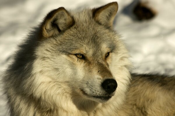 Der Wolf liegt im Schnee und schaut in die Ferne