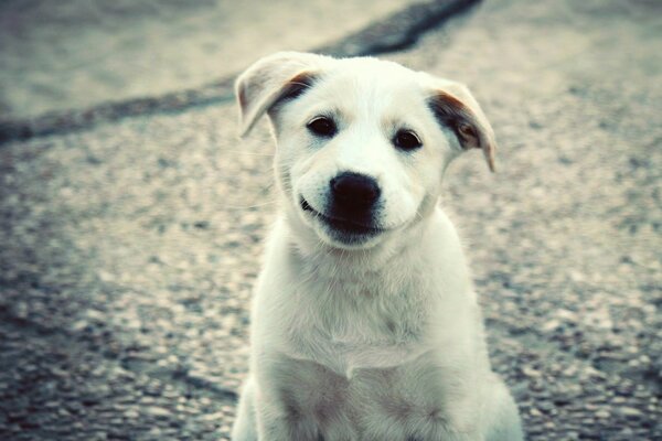 Sevimli köpek doğada gülümsüyor