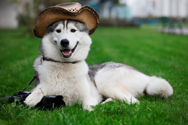 Perro con sombrero de vaquero yace sobre hierba verde