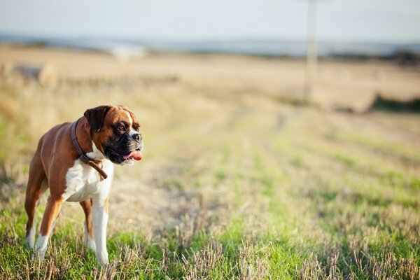 The dog walks on the grass and field