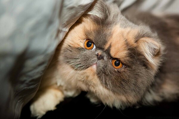 Retrato de un lindo gato melocotón