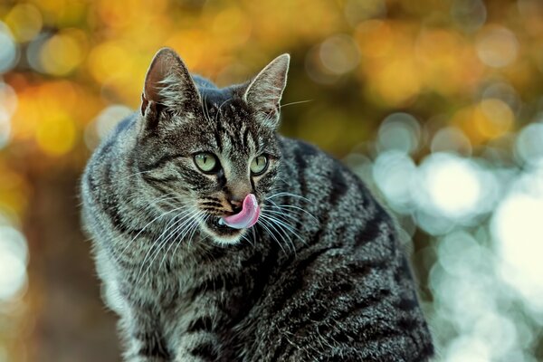 猫舔它的嘴唇，看着远处